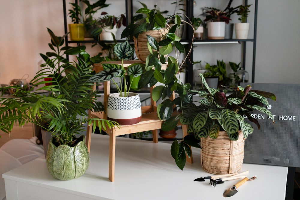 Biophilic Elements for Wellness
